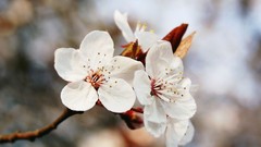 Flowers breeze white flowers