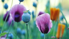 Flowers buds Poppies
