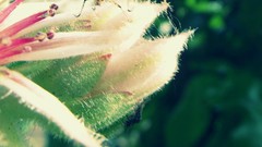 Flowers Bug rock flower