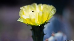 Flowers Bug yellow flowers bstrange bobby strange