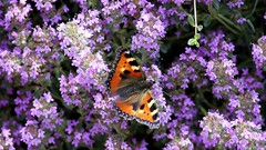 Flowers Butterflies peacock