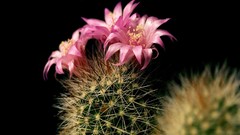 Flowers cactus cactus flowers