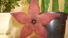 Flowers cactus cactus flowers