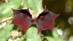 Flowers cactus cactus flowers