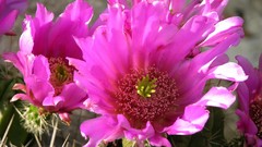 Flowers cactus cactus flowers