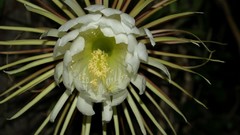 Flowers cactus cactus flowers