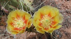 Flowers cactus cactus flowers
