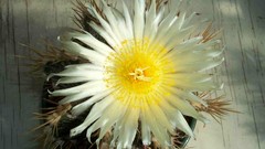 Flowers cactus cactus flowers