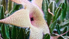 Flowers cactus cactus flowers