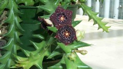 Flowers cactus cactus flowers