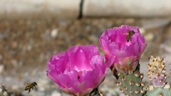 Flowers cactus cactus flowers