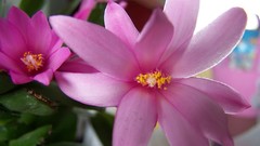 Flowers cactus cactus flowers