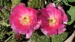 Flowers cactus cactus flowers