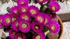 Flowers cactus cactus flowers