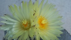 Flowers cactus cactus flowers