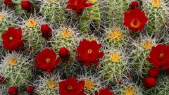Flowers cactus thorns cactus flowers