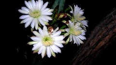Flowers cactus white flowers cactus flowers