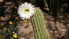 Flowers cactus white flowers cactus flowers