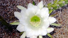 Flowers cactus white flowers cactus flowers