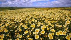 Flowers California fields National buttercups