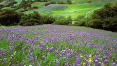 Flowers California purple flowers lupine Dreaming