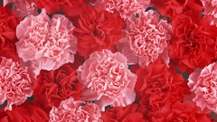 Flowers carnations