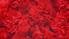 Flowers carnations red flowers