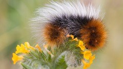 Flowers caterpillars furry
