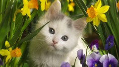 Flowers cats Animals Kittens