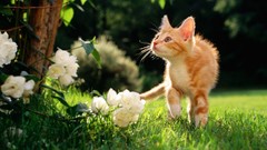 Flowers cats Animals orange