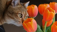 Flowers cats tablet