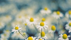 Flowers chamomile