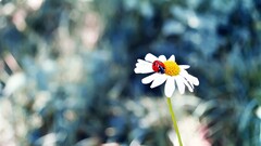 Flowers chamomile ladybugs Animals Plants insect