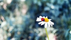 Flowers chamomile ladybugs Animals Plants insect