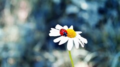Flowers chamomile ladybugs Animals Plants insect