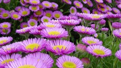 Flowers chamomile towns