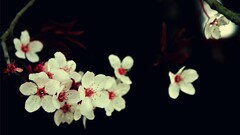 Flowers cherry blossom white flowers macro Plants