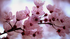 Flowers cherry spring blossom