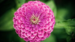 Flowers chrysanthemums