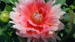 Flowers chrysanthemums