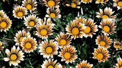 Flowers chrysanthemums