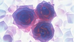 Flowers close-up flower petals opaque