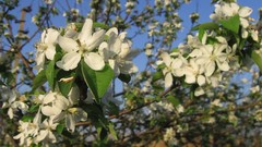 Flowers close-up flowered trees
