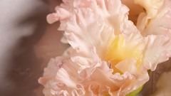 Flowers close-up gladiolus