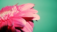Flowers close-up pink flowers teal background