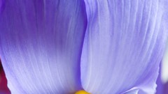 Flowers close-up purple flowers Irises