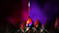 Flowers colors fields syringe injection