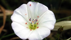 Flowers convolvulus arvenvis )