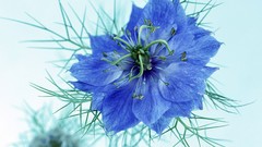 Flowers cornflowers blue flowers
