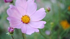 Flowers cosmos flower